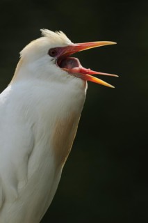 Cattle egret (Bubulcus ibis), portrait, Camargue, France, Europe