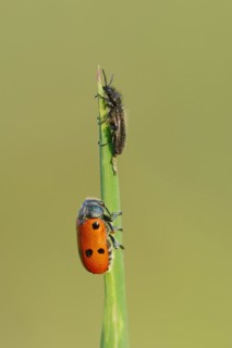 Woolly beetle (Dasytes aeratus) and leaf beetle (Lachnaia cylindrica), Provence, southern France