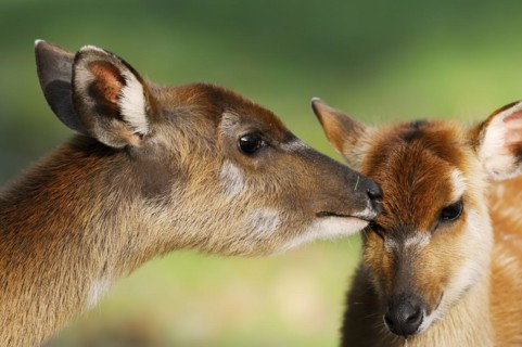 Western sitatunga or swamp antelope (Tragelaphus spekii gratus), female, captive, occurring in