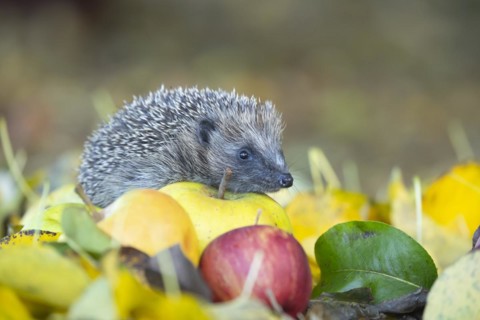 European hedgehog (Erinaceus europaeus) adult animal walking over fallen apples in a garden in the