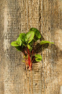 Top view of fresh radish or sorrel sprouts on wooden background