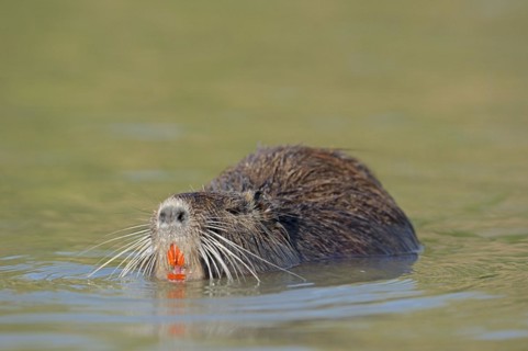 Nutria (Myocastor coypus) swimming in the water, neozoa, Camargue, France, Europe