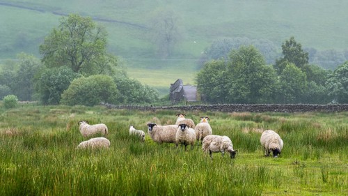 Sheeps and Farms over North Pennines, Cumbria, Durham, Northumberland, North Yorkshire, England,