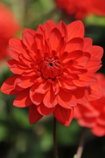 Dahlia 'My Valentine' (Dahlia Hybride), flower, ornamental plant, North Rhine-Westphalia, Germany,