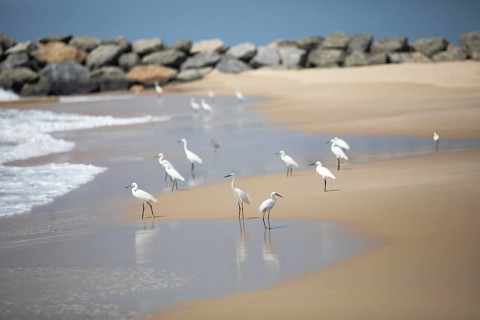 Great egret (Ardea alba, syn.: Casmerodius albus, Egretta alba) at Marari Beach or Strand,