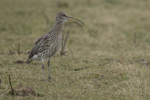Eurasian curlew (Numenius arquata) adult bird calling on grassland, England, United Kingdom, Europe