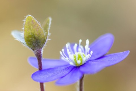 Three-lobed liverwort (Hepatica nobilis), Ranunculaceae, Fridingen, Upper Danube nature park Park,