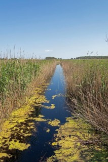 Moat, reed grass, circular hiking trail, Darßer Ort, Born a. Darß, Mecklenburg-Western Pomerania,