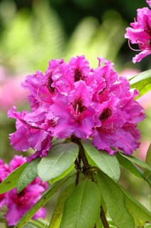 Rhododendron flowers (Rhododendron Homer), red flowers, in a garden, Wilnsdorf, North