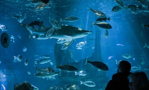 Aquarium de Barcelona, Port Vell, Barcelona, Catalonia, Spain, Europe