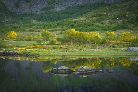 Landscape on the Lofoten Islands with a lake and birch trees. The landscape is reflected in the