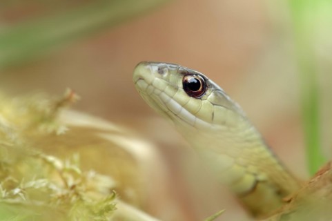Eastern garter snake or Eastern striped garter snake (Thamnophis saurita), captive, occurrence in