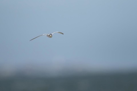 Little tern (Sternula albifrons) adult bird in flight, Suffolk, England, United Kingdom, Europe