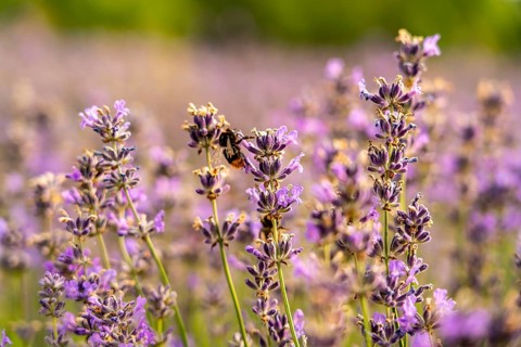 Bumblebee, on lavender fields in East Westphalia Lippe, OWL, near the village of Fromhausen, near