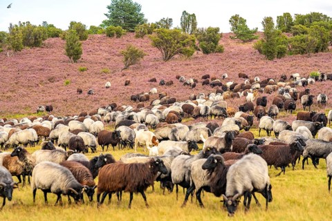 Heidschnucken herd, in the Lüneburg Heath, near Niederhaverbeck, heather blossom of the broom