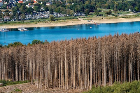 Forest dieback in the Arnsberg Forest, northern Sauerland, dead spruce trees, partly cleared
