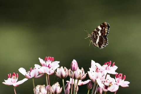 A map butterfly (Araschnia levana), summer generation, hovering over delicate pink and white
