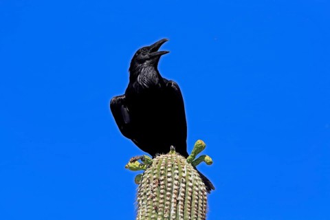 Chihuahuan raven (Corvus cryptoleucus), adult, calling, on saguaro cactus, Sonoran Desert, Arizona,