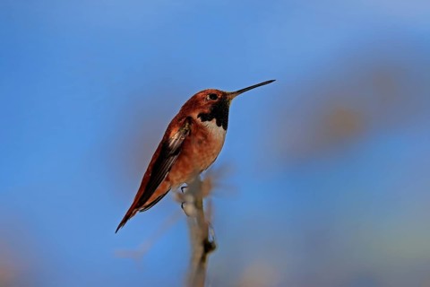 Rufous hummingbird (Selasphorus rufus), adult, male, perch, Sonoran Desert, Arizona, North America,
