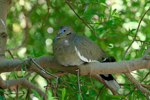 White-winged dove (Zenaida asiatica), adult, sitting on tree, Sonoran Desert, Arizona, North