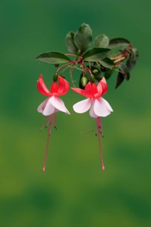 Fuchsias (Fuchsia), flowering, flower, Ellerstadt, Germany, Europe