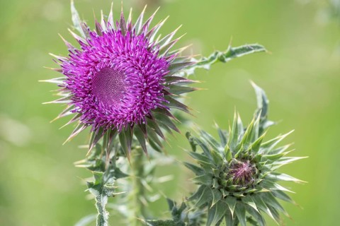 Musk Thistle (Carduus nutans), Mecklenburg-Western Pomerania, Germany, Europe