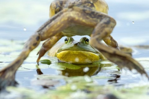 Bull frogs Lithobates catesbeianus. Male bull frog jumping on another male for a territorial fight