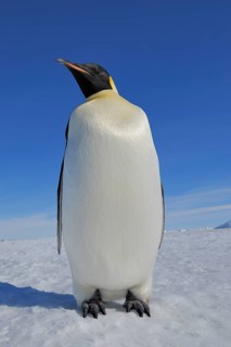 Emperor penguins (Aptenodytes forsteri), Adult, Snow Hill Island, Antartic Peninsula, Antarctica