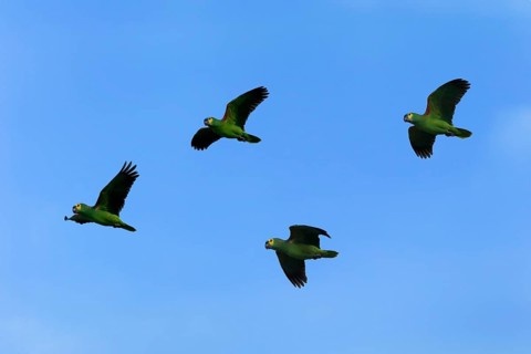 Blue-fronted amazon (Amazona aestiva), group flying, montage, digital composition, Pantanal, Mato