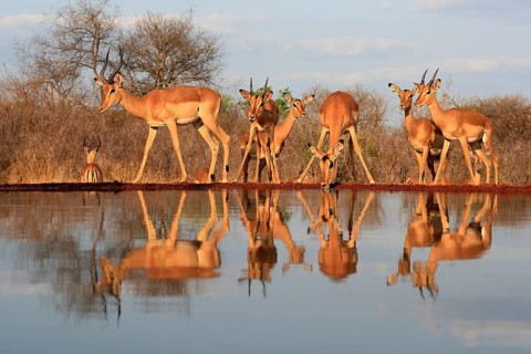 Black Heeler Antelope (Aepyceros melampus), adult, group, female, male, at the water, drinking,