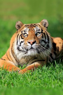 Sumatran tiger (Panthera tigris sumatrae), adult male portrait alert, Sumatra