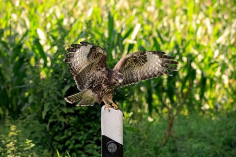 Common buzzard (Buteo buteo), adult on guard post, road post, Pelm, Eifel, Germany, Europe