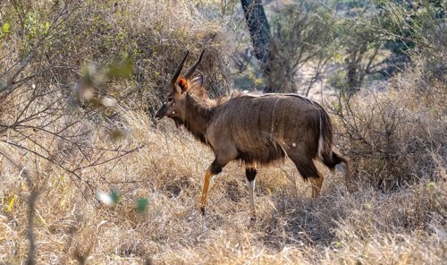 Nyala (Tragelphus angasii), buck in tall grass, Kruger National Park, South Africa, Africa