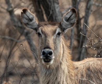 Ellipsen waterbuck (Kobus ellipsiprymnus), animal portrait, adult female, alert, Kruger National