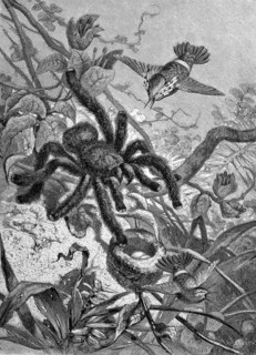 Tarantula overpowering a hummingbird nest, Historical, digitally restored reproduction from a 19th