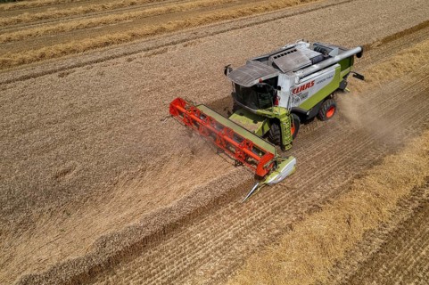 Agriculture, grain harvest, wheat, combine harvester harvesting in a wheat field, near
