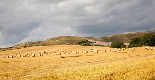 Round straw bales in a harvested arable field on the chalk scarp slope of the Marlborough Downs,
