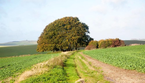 Chalk landscape from the prehistoric Ridgeway long distance route way, Overton Hill, Marlborough