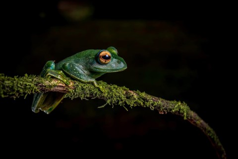 Frog (Boophis septemtrionalis) in the rainforests of the Montagne d Ambre National Park in the