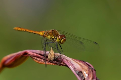 Common darter dragonfly (Sympetrum striolatum) adult female insect resting on a garden lily flower,