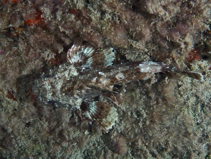 A Black scorpionfish (Scorpaena porcus) camouflages itself on a seaweed-covered substrate. Dive