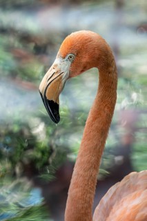 Flamingo (Phoenicopterus ruber), Aviario Nacional de Colombia, Via Baru, Province of Cartagena,