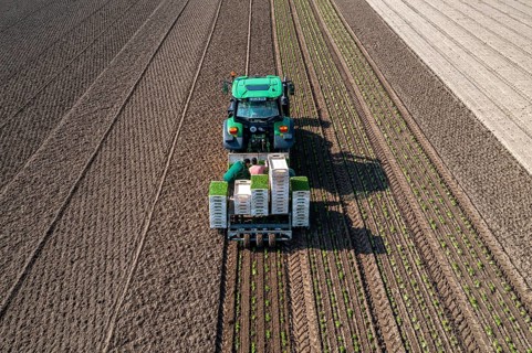 Agriculture, herb gardening, parsley is planted in rows in a field with a planting machine