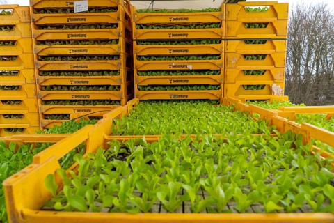 Lettuce plants, in press pots, they are planted in a field with a planting machine, agriculture,
