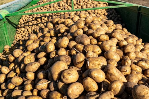 Potato harvest, Melodie variety, so-called split harvesting method, first the tubers are taken out