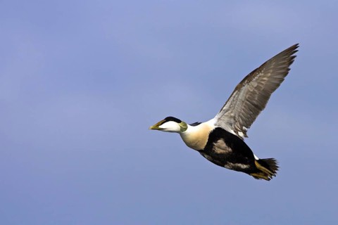 Common eider (Somateria mollissima), Heligoland, Westerhever, Schleswig-Holstein, Federal Republic