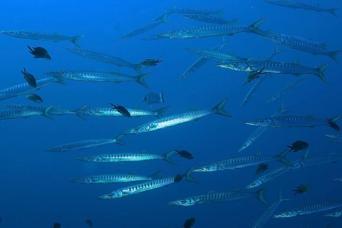 School of fish, group, school of barracuda (Sphyraena sphyraena) in the Mediterranean Sea near