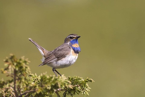 Red-spotted bluethroat, (Luscinia svecica) male, Sweden, Sweden, Europe