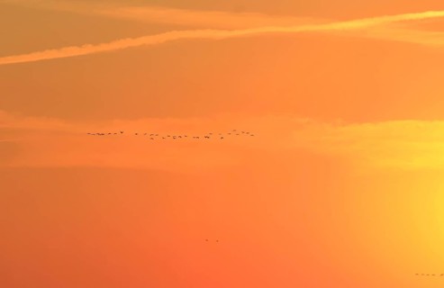 Evening sky at the Baltic Sea near Peenemünde, cranes in the sky, September, Mecklenburg-Western