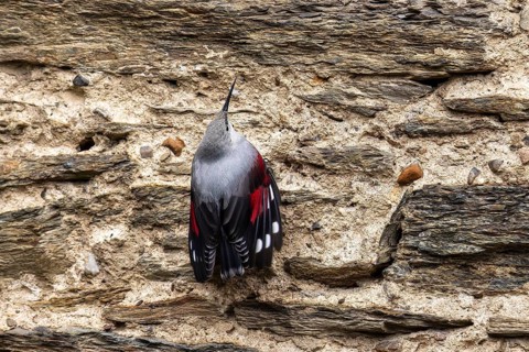 Wallcreeper (Tichodroma muraria) foraging on a wall, wildlife, Germany, Europe
